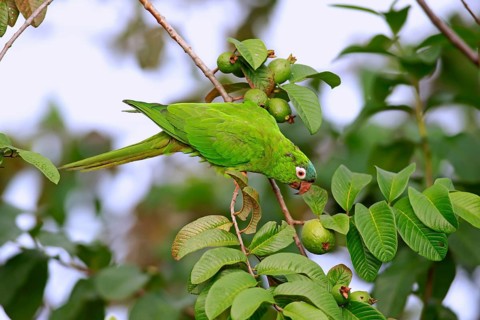Blue-crowned parakeet (Thectocercus acuticaudatus)