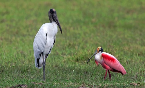 Wood stork (Mycteria americana)
