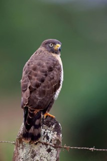 Roadside hawk (Rupornis magnirostris)
