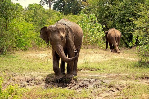 Sri Lankan elephant (Elephas maximus maximus)