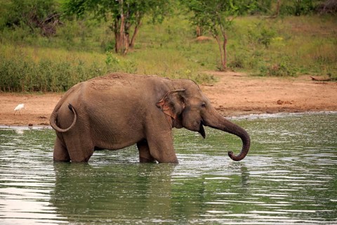 Sri Lankan Elehpant (Elephas maximus maximus)