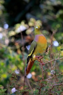 Orange-breasted green pigeon (Treron bicincta leggei)