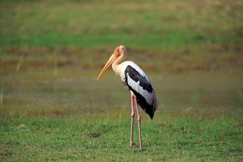 Painted stork (Mycteria leucocephala)