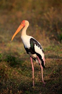 Painted stork (Mycteria leucocephala)