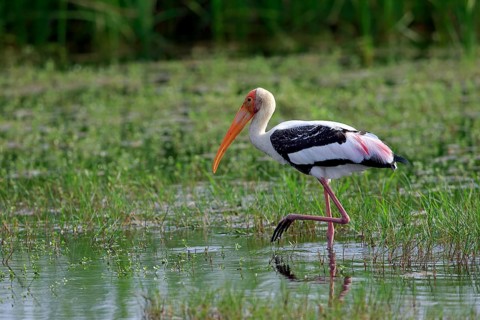 Painted stork (Mycteria leucocephala)