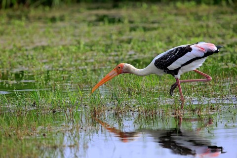 Painted stork (Mycteria leucocephala)