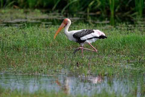 Painted stork (Mycteria leucocephala)