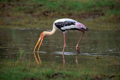 Painted stork (Mycteria leucocephala)