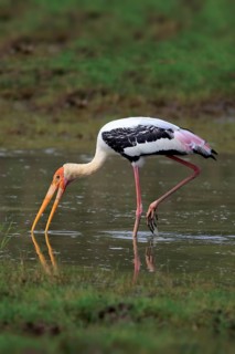 Painted stork (Mycteria leucocephala)