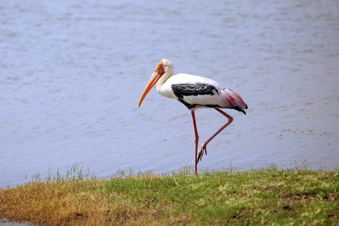 Painted stork (Mycteria leucocephala)