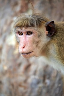 Toque macaque (Macaca sinica) adult