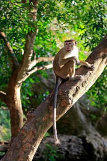 Toque macaque (Macaca sinica)