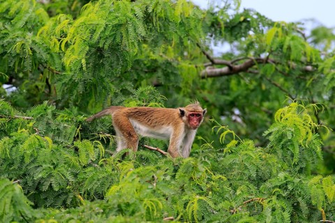 Toque macaque (Macaca sinica)