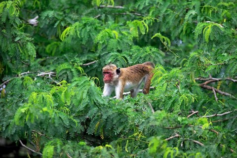 Toque macaque (Macaca sinica)