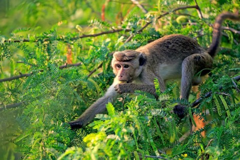 Toque macaque (Macaca sinica)
