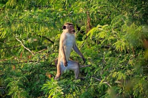 Toque macaque (Macaca sinica)