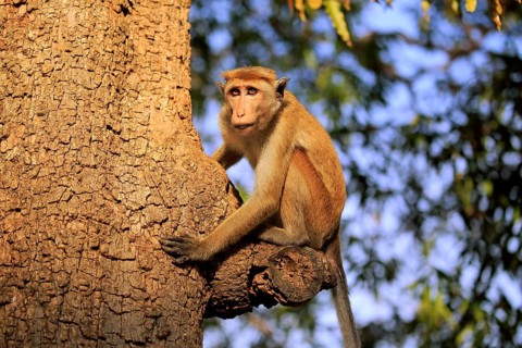 Toque macaque (Macaca sinica)