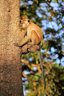 Toque macaque (Macaca sinica)