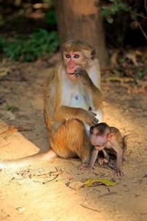 Toque macaque (Macaca sinica)