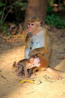 Toque macaque (Macaca sinica)