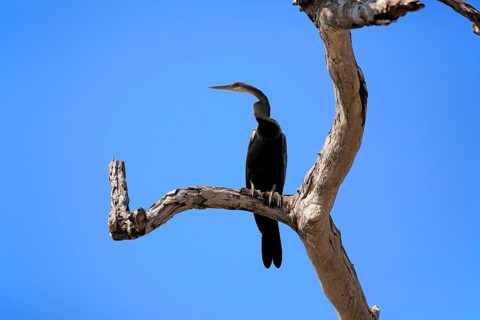 Oriental darter (Anhinga melanogaster)