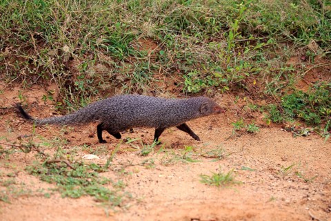 Indian gray mongoose (Herpestes edwardsii)