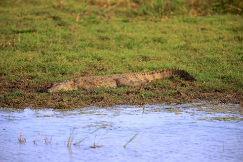 Saltwater crocodile (Crocodylus porosus)