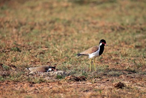 Red-wattled lapwing (Vanellus indicus)