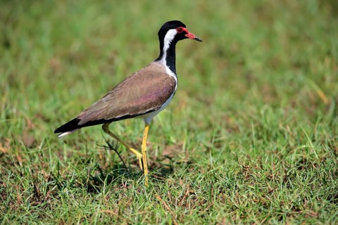Red-wattled lapwing (Vanellus indicus)