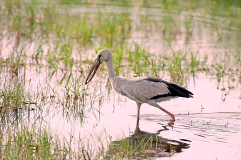 Asian openbill (Anastomus oscitans)
