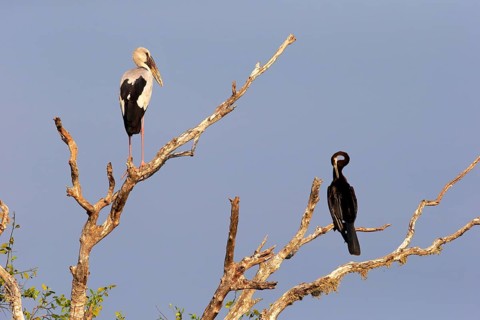 Asian openbill (Anastomus oscitans) and Oriental darter (Anhinga melanogaster)