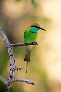 Green bee-eater (Merops orientalis ceylonicus)