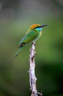 Green bee-eater (Merops orientalis ceylonicus)