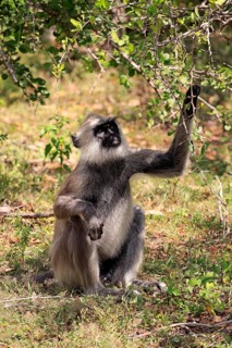 Tufted gray langur (Semnopithecus priam)