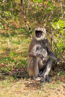 Tufted gray langur (Semnopithecus priam)
