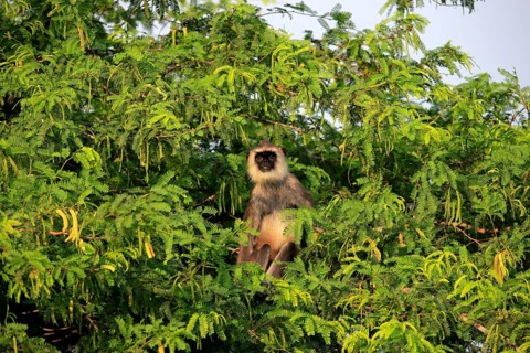 Tufted gray langur (Semnopithecus priam)