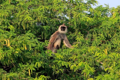 Tufted gray langur (Semnopithecus priam)