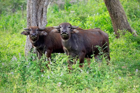 Wild water buffalo (Bubalus arnee)