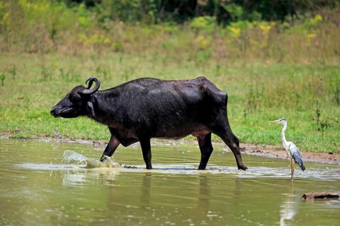 Water buffalo (Bubalis bubalis)