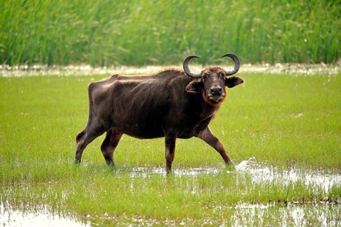 Water buffalo (Bubalis bubalis)