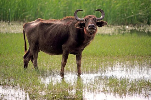 Water buffalo (Bubalis bubalis)