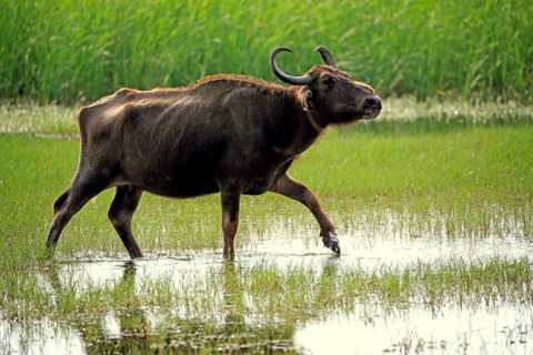 Water buffalo (Bubalis bubalis)