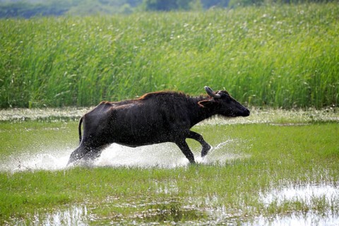 Water buffalo (Bubalis bubalis)