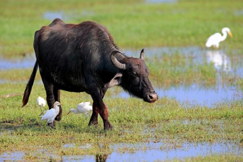 Water buffalo (Bubalis bubalis)