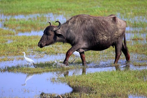Water buffalo (Bubalis bubalis)