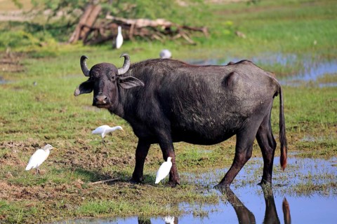 Water buffalo (Bubalis bubalis)