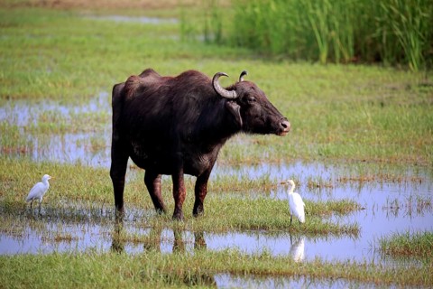 Water buffalo (Bubalis bubalis)