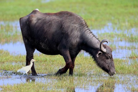 Water buffalo (Bubalis bubalis)