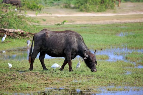 Water buffalo (Bubalis bubalis)