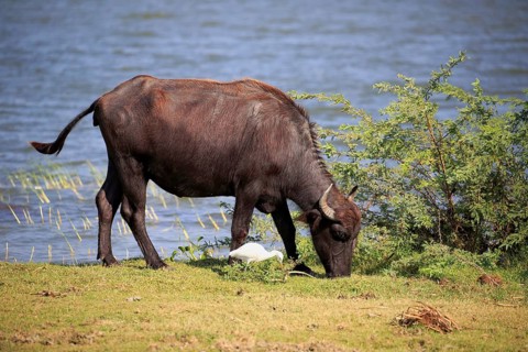 Water buffalo (Bubalis bubalis)
